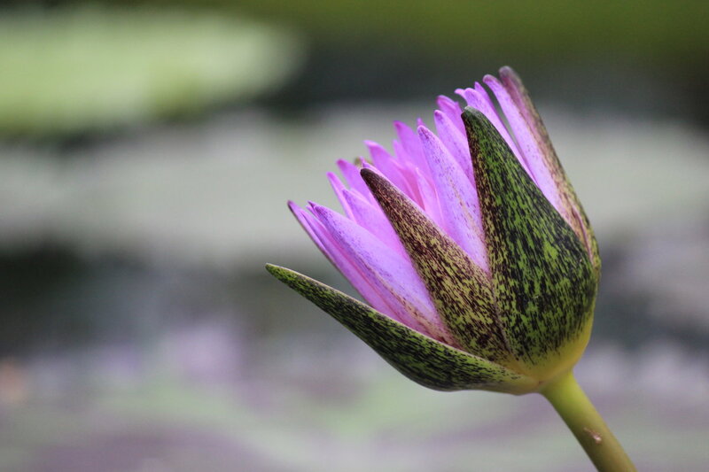 Purple Lotus Flower — Serene, Photograph, Stem
