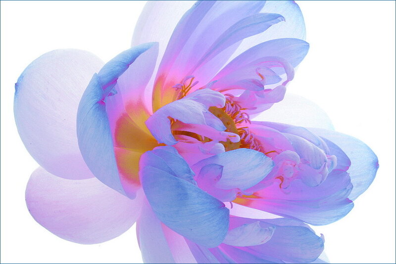 Purple Lotus Flower — Serene, Photograph