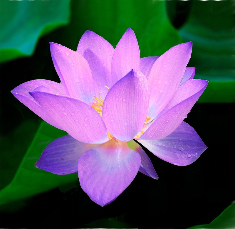 Purple Lotus Flower — Serene, Photograph, Water Droplets