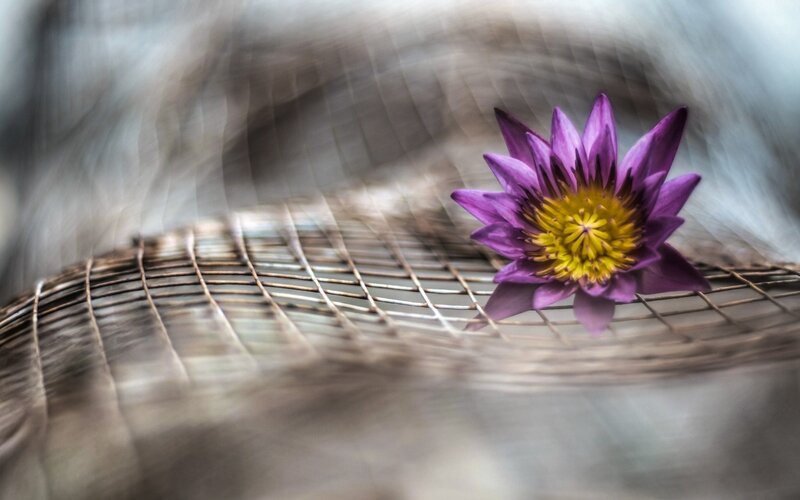 Purple Lotus Flower — Serene, Photograph, Wire Mesh