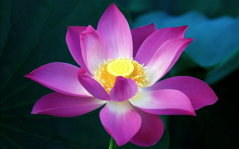 Purple Lotus Flower — Serene, Photograph, Yellow Center