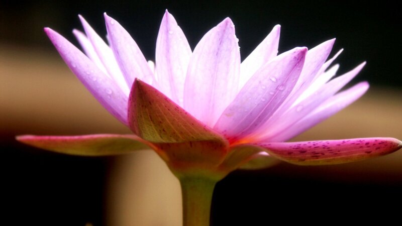 Purple Lotus Flower — Serene