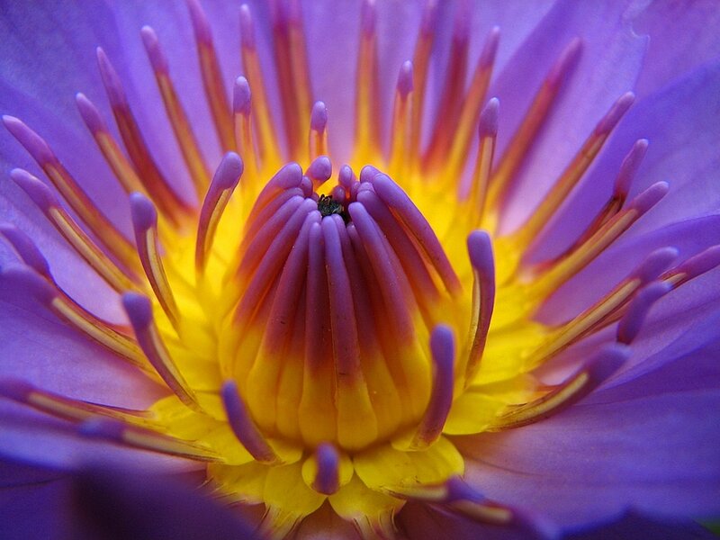 Purple Lotus Flower — Vibrant, Photograph