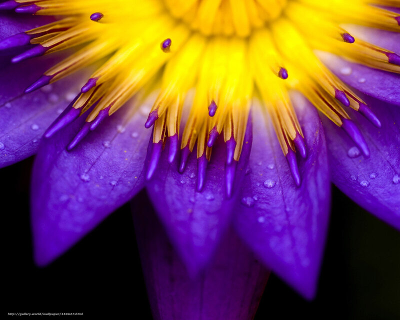 Purple Lotus Flower — Vibrant