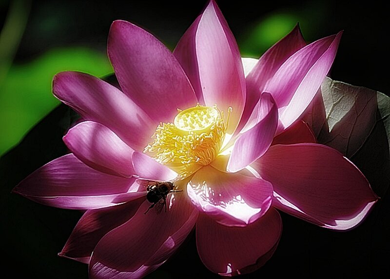 purple lotus flower with bee