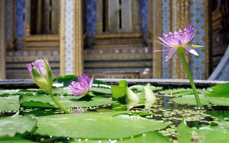 Purple Lotus Flowers — Green