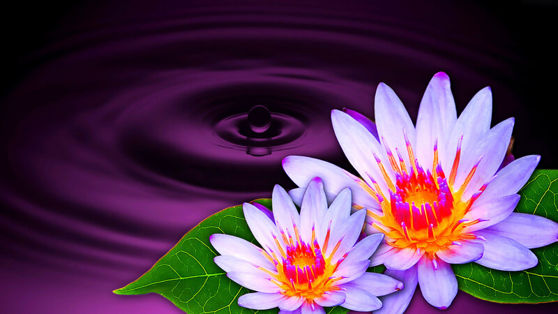 Purple Lotus Flowers — Serene, Digital Art