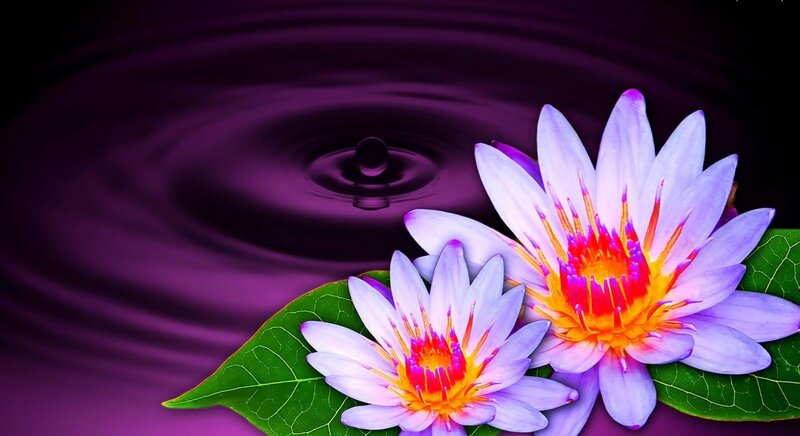 Purple Lotus Flowers — Serene, Photograph