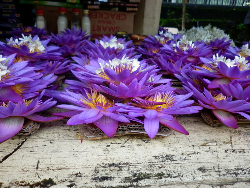 Purple Lotus Flowers