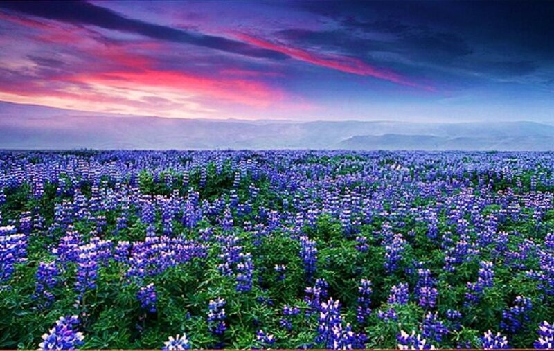 Purple lupine field at sunset
