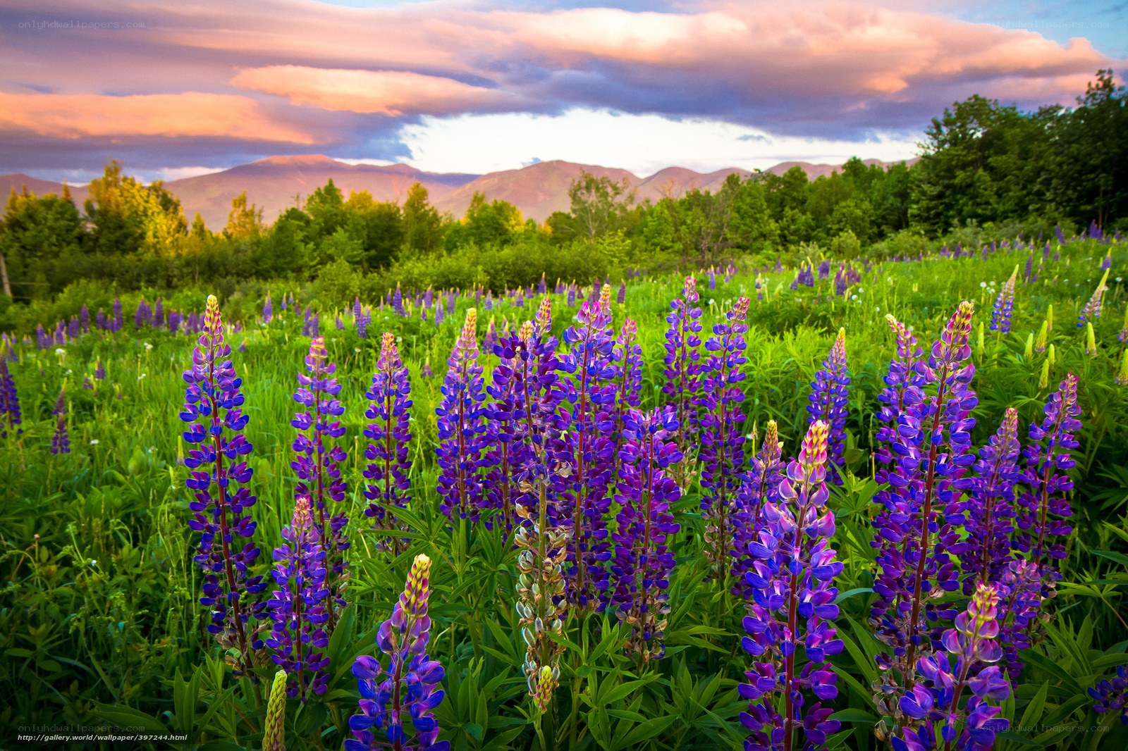 Purple lupine field at sunset