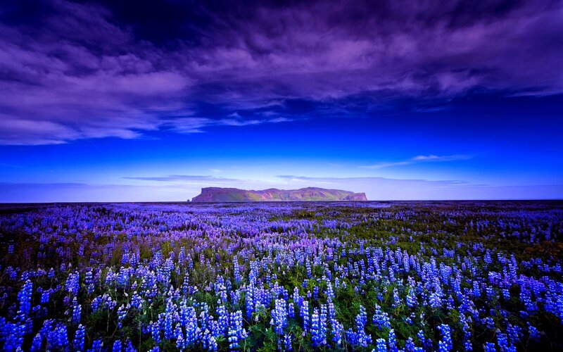 Purple Lupine Field — Blue, Dramatic