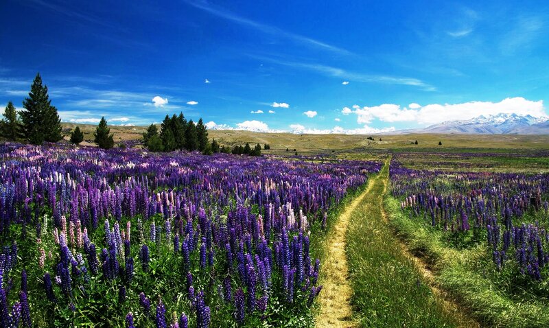 Purple Lupine Field — Blue