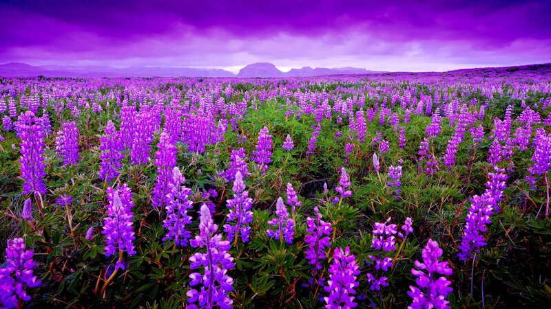 Purple Lupine Field — Dramatic, Afternoon, Photograph