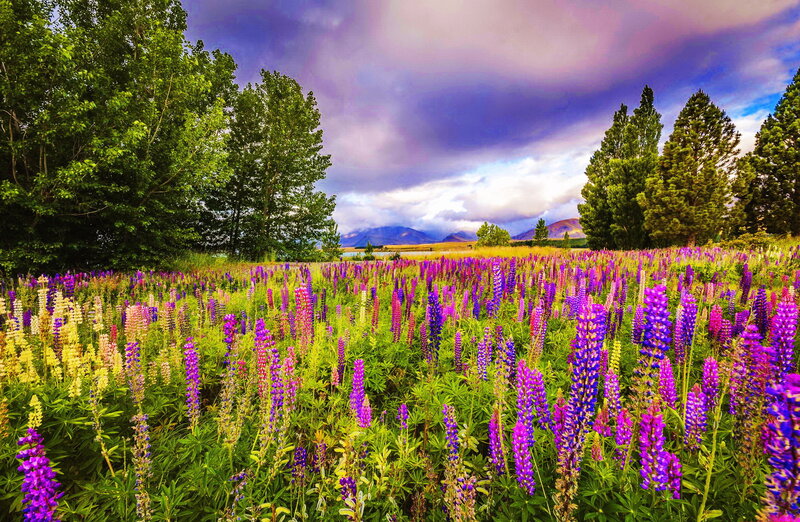 Purple Lupine Field — Dramatic, Afternoon