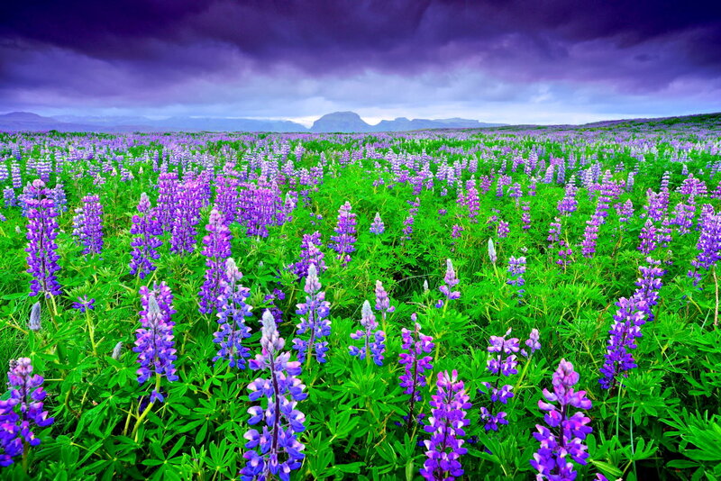Purple Lupine Field — Dramatic, Spring, Photograph
