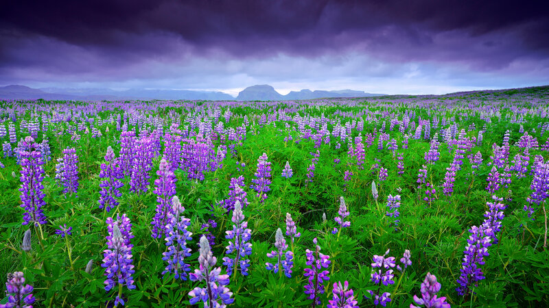 Purple Lupine Field — Dramatic, Spring