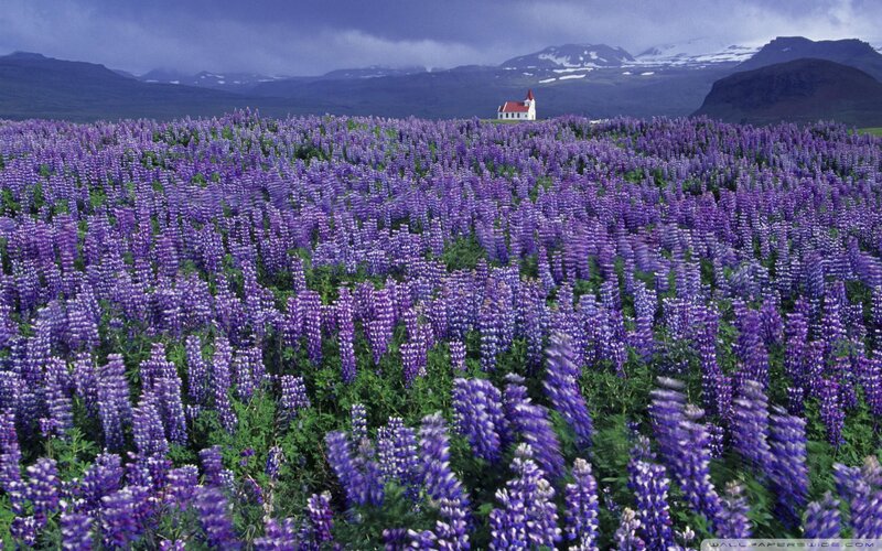 Purple Lupine Field — Dramatic, Summer