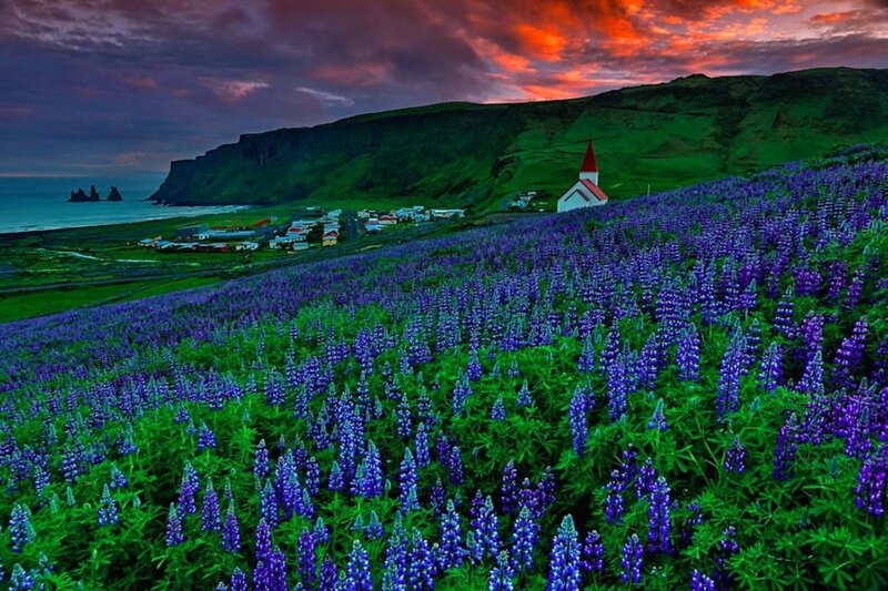 Purple Lupine Field — Dramatic, Sunset, Photograph, Church