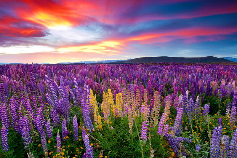 Purple Lupine Field — Dramatic, Sunset, Photograph