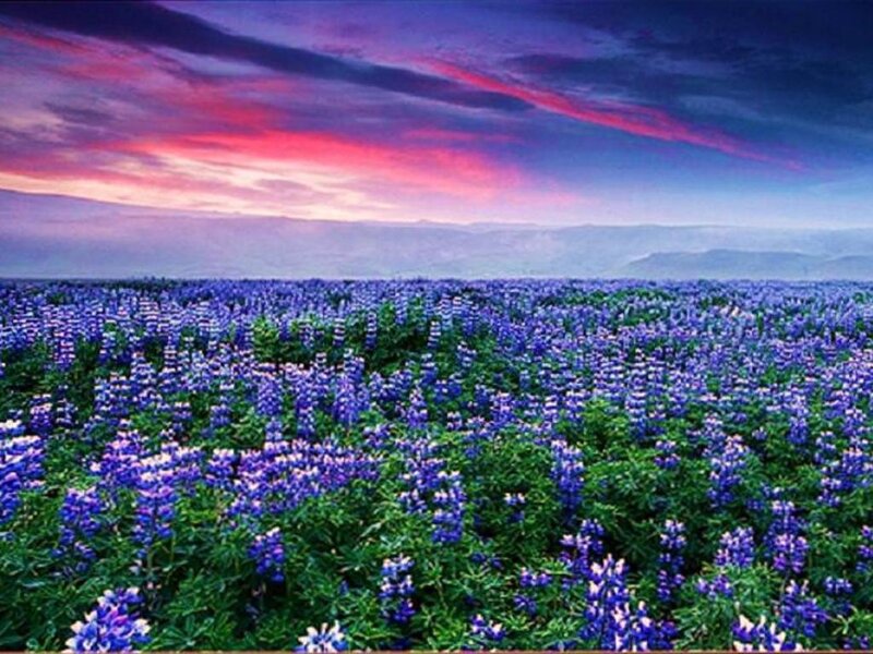 Purple Lupine Field — Dramatic, Sunset