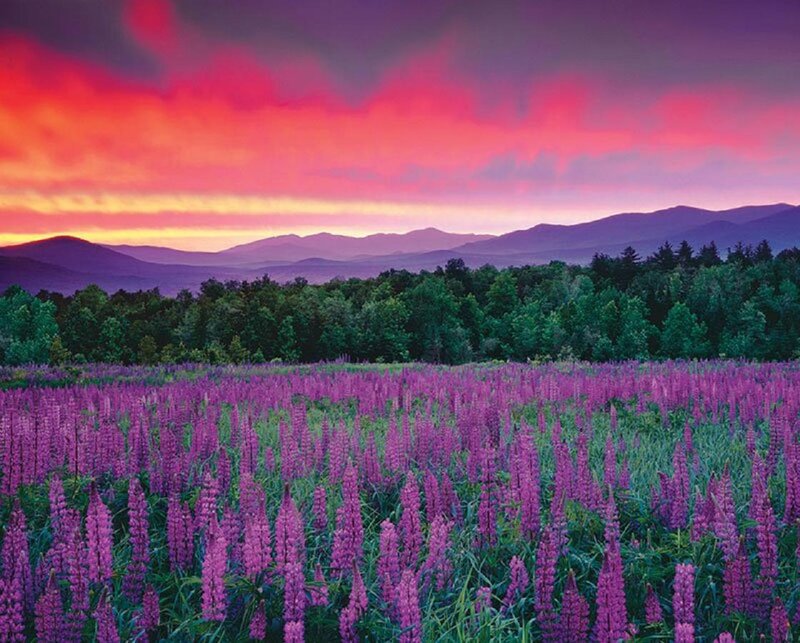 Purple Lupine Field — Dramatic