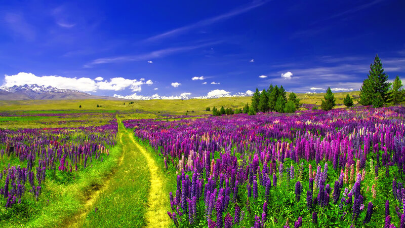 Purple Lupine Field — Serene, Afternoon, Photograph, Mountains