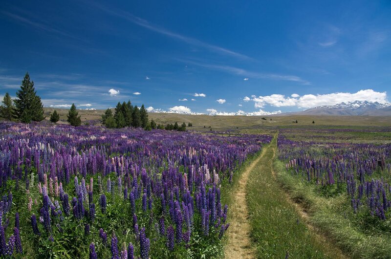 Purple Lupine Field — Serene, Afternoon, Photograph