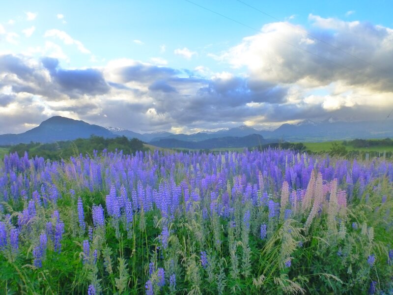 Purple Lupine Field — Serene, Afternoon