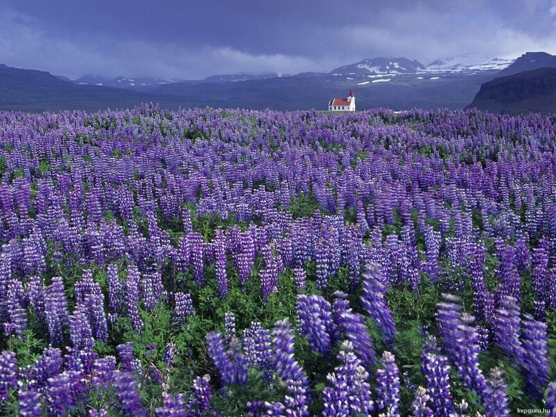 Purple Lupine Field — Serene, Spring