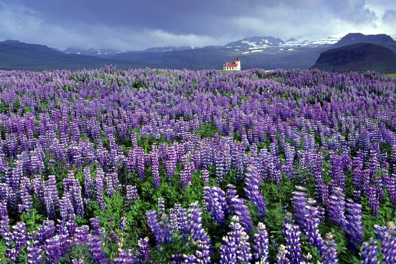 Purple Lupine Field — Serene, Summer, Photograph, Church