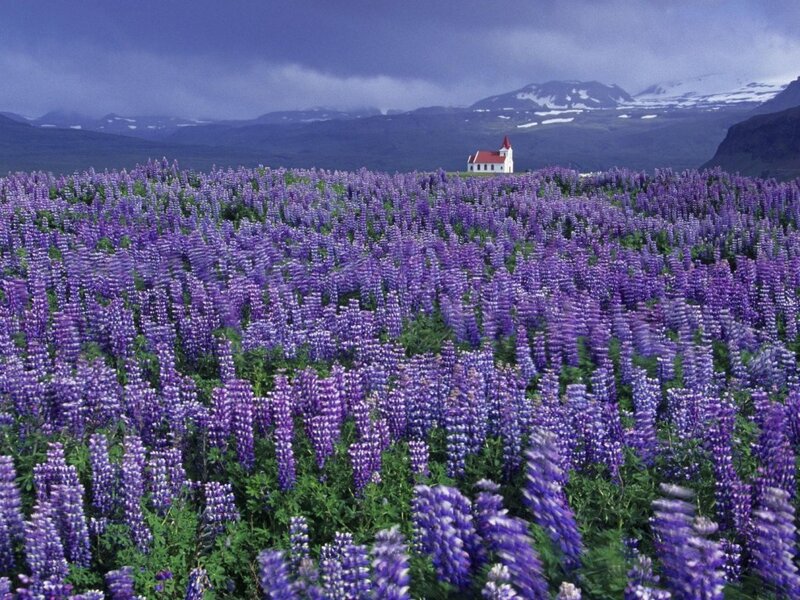 Purple Lupine Field — Serene, Summer