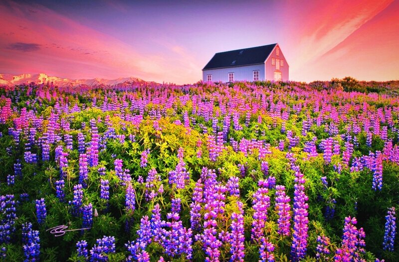 Purple Lupine Field — Serene, Sunset