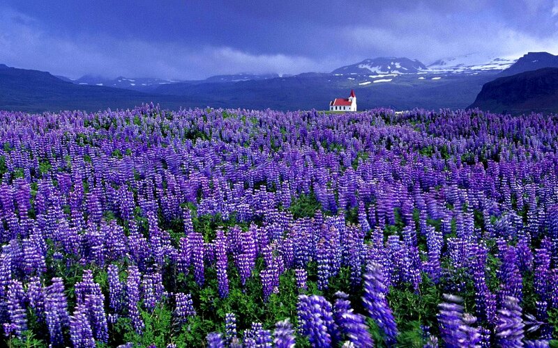 Purple Lupine Field — Serene