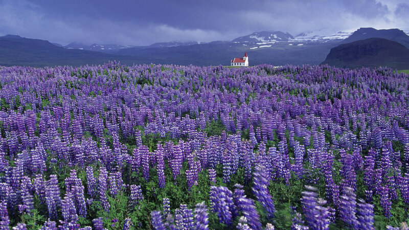 Purple lupine field with church