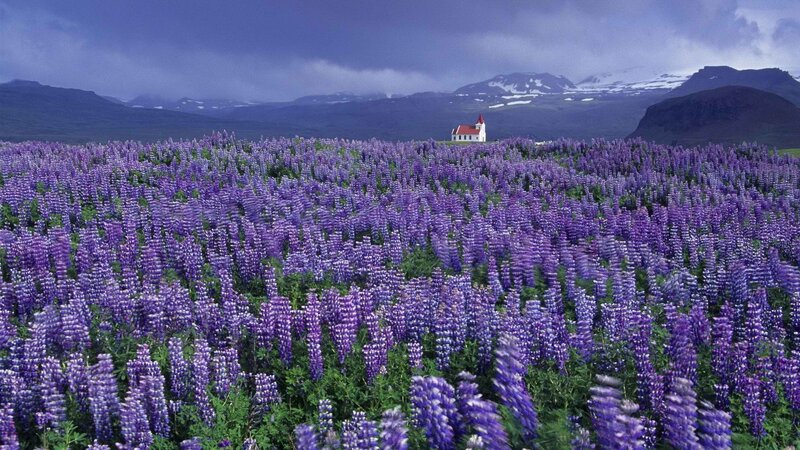 Purple lupine field with church