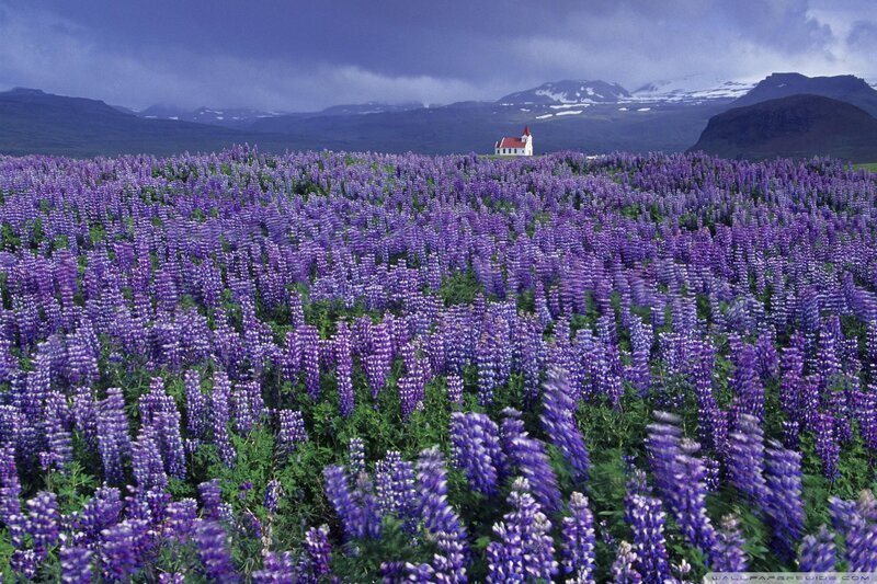 Purple lupine field with church
