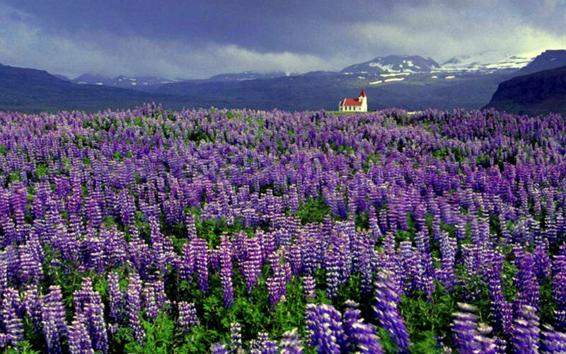 Purple lupine field with church