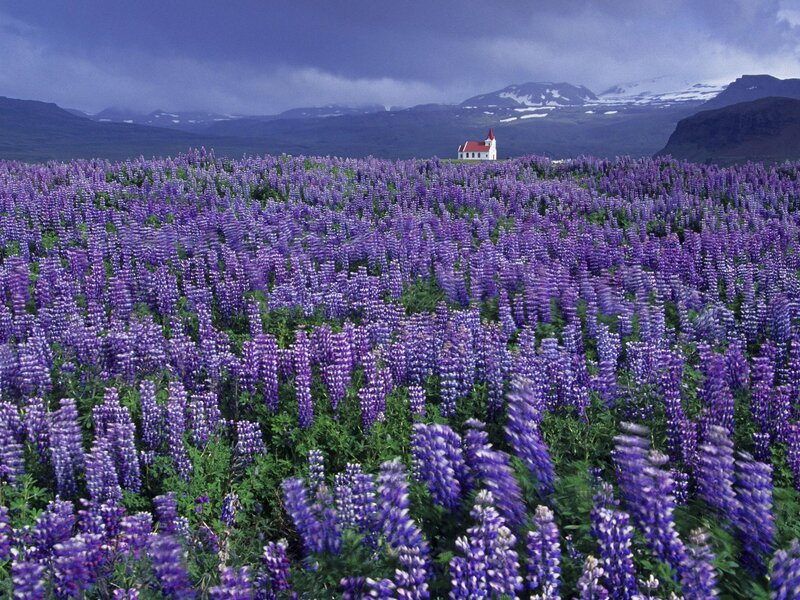 Purple lupine field with church