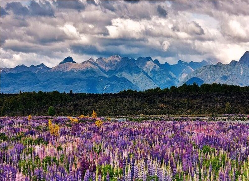 purple lupine field with mountains
