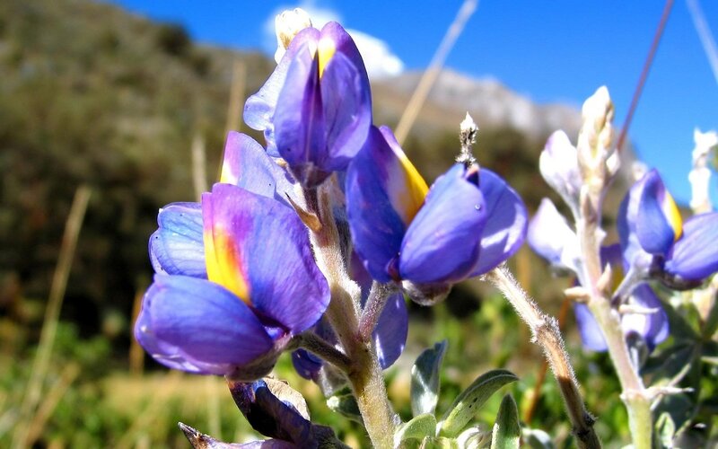 Purple Lupine Flower — Blue