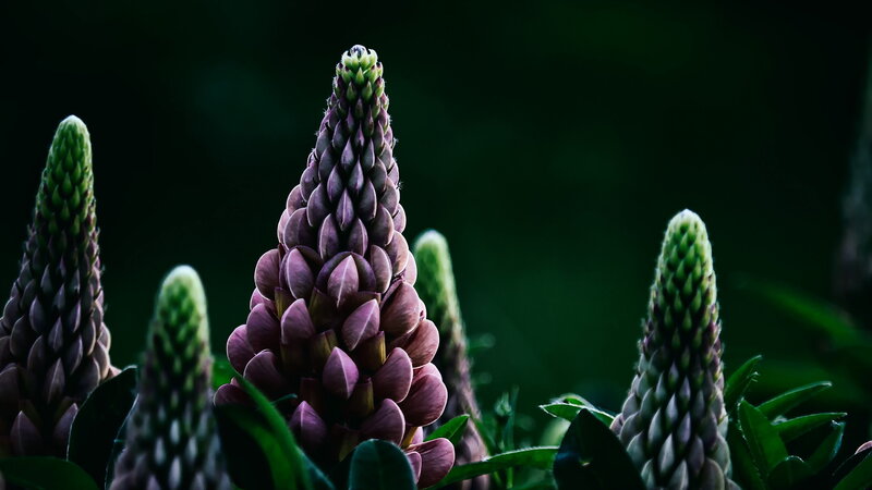 Purple Lupine Flower Buds
