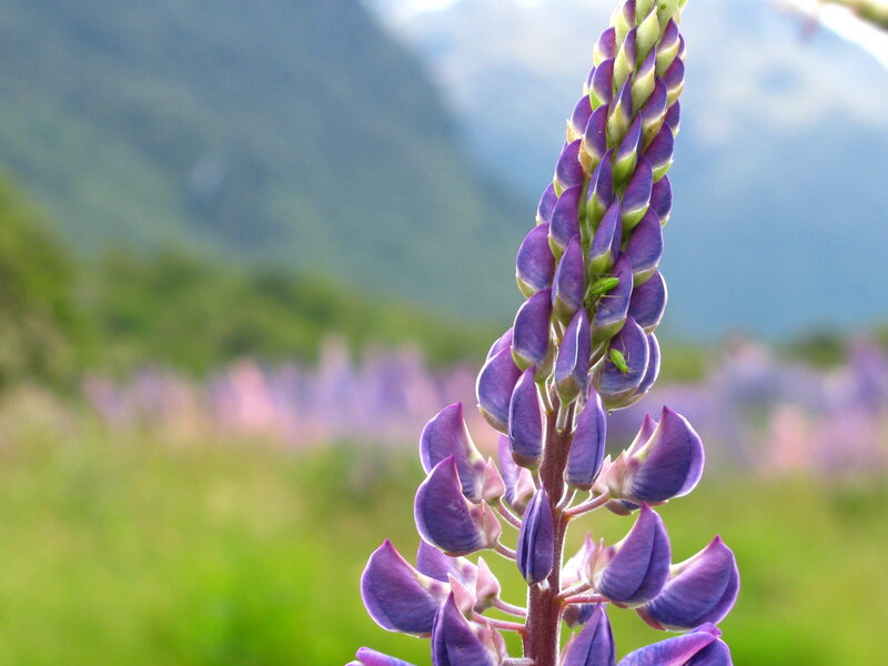 Purple lupine flower in a field