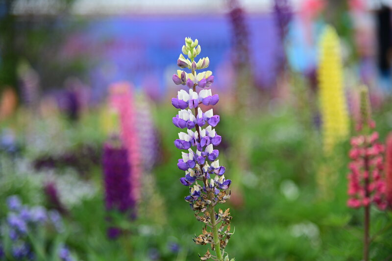 Purple Lupine Flower — Serene, Summer