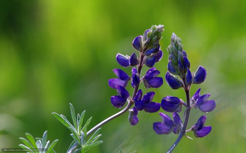Purple Lupine Flower — Serene