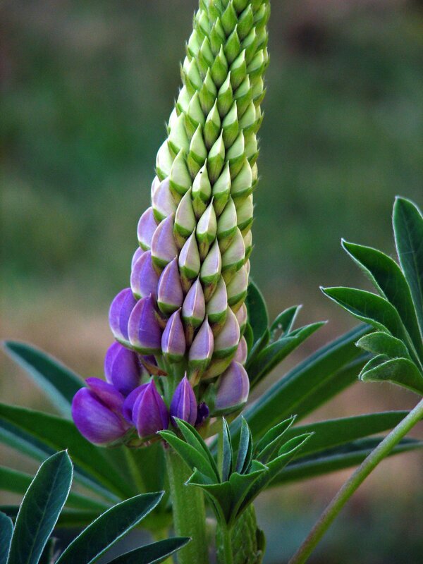 purple lupine flower