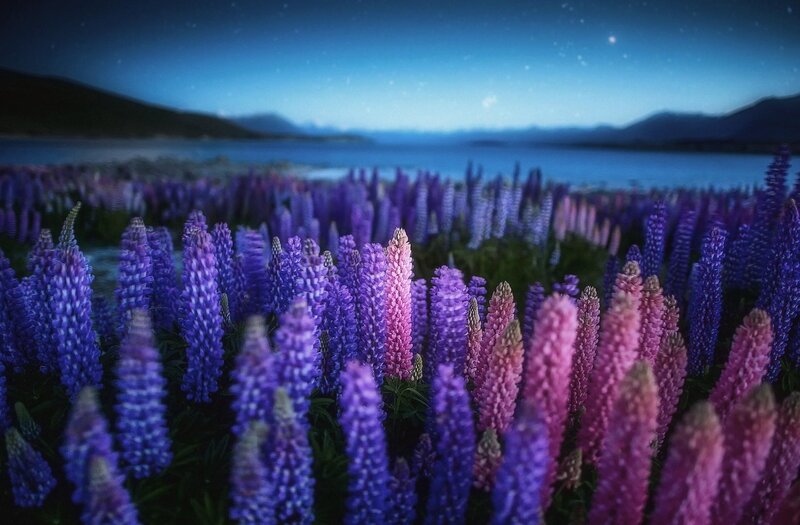 Purple lupine flowers at night