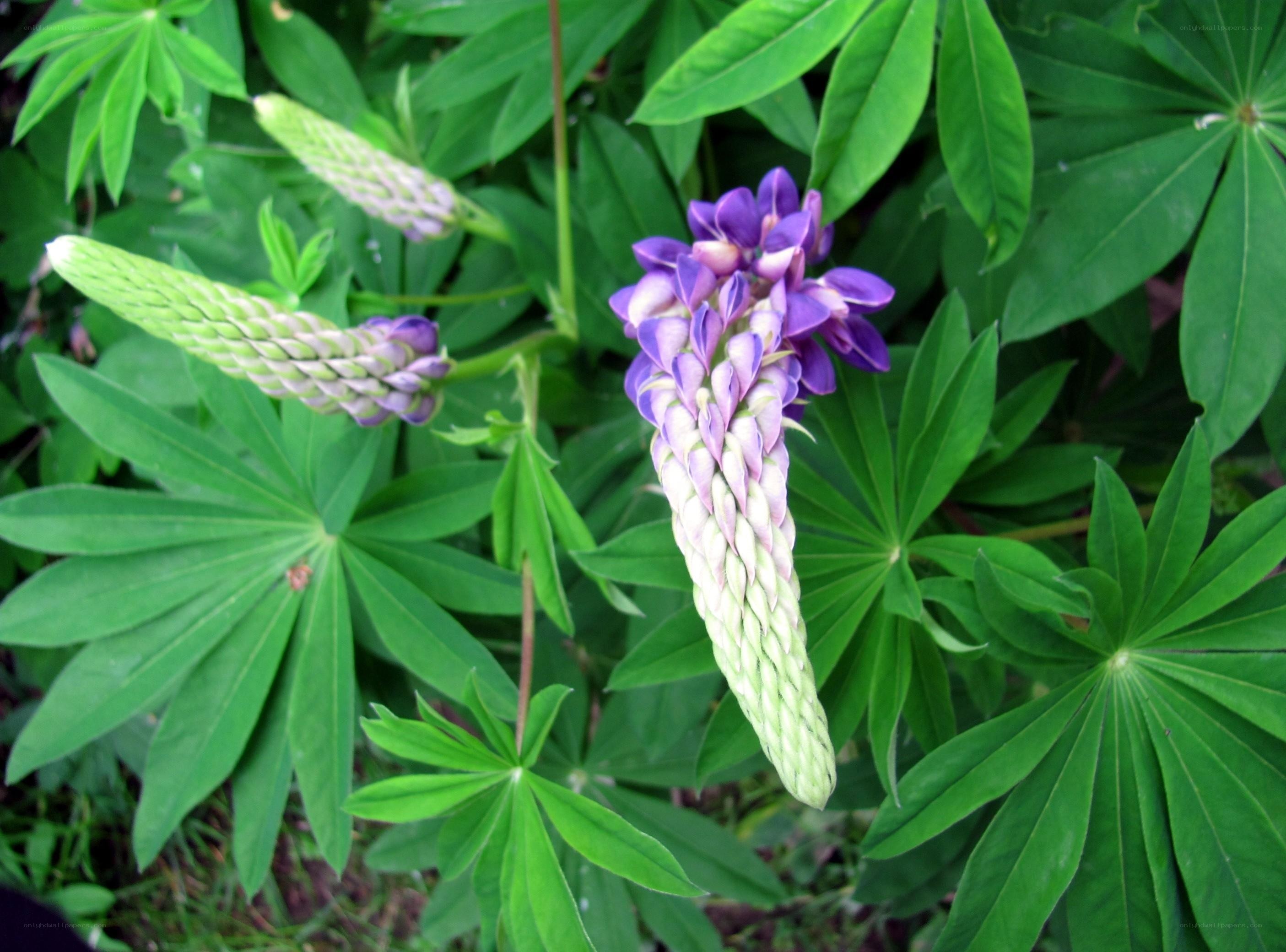 purple lupine flowers blooming