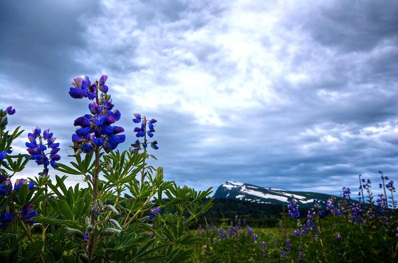 Purple Lupine Flowers — Blue, Dramatic