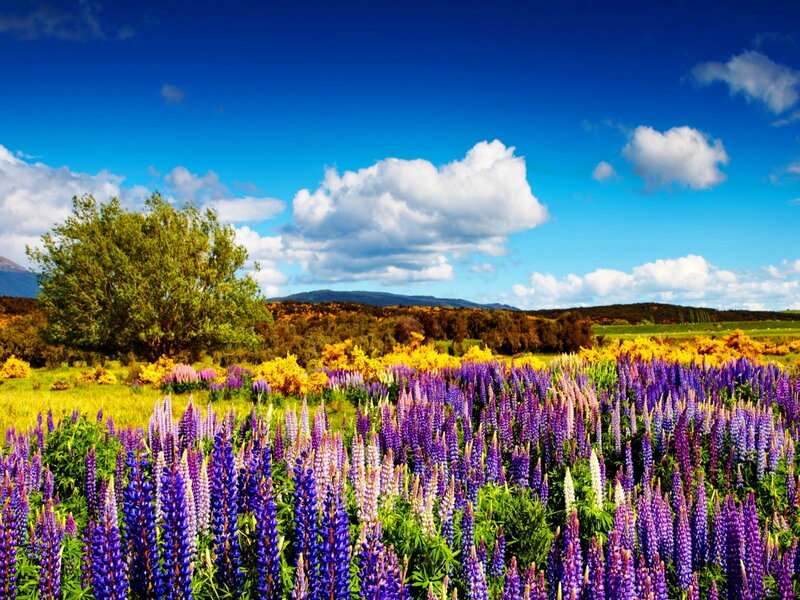 Purple Lupine Flowers — Blue, Serene, Afternoon, Photograph, Tree